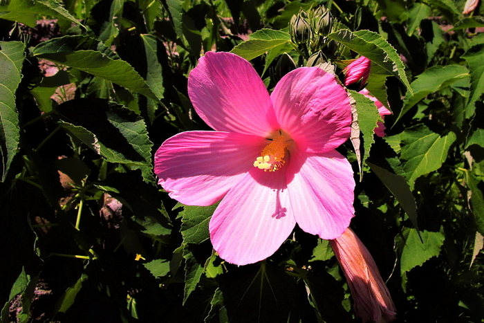 f:id:raruka:20190811141112j:plain f:id:raruka:20190811141112j:plain