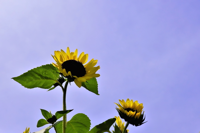 f:id:raruka:20190812142659j:plain f:id:raruka:20190812142659j:plain