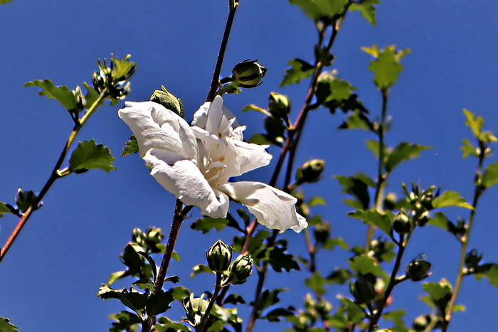 f:id:raruka:20190813144031j:plain f:id:raruka:20190813144031j:plain