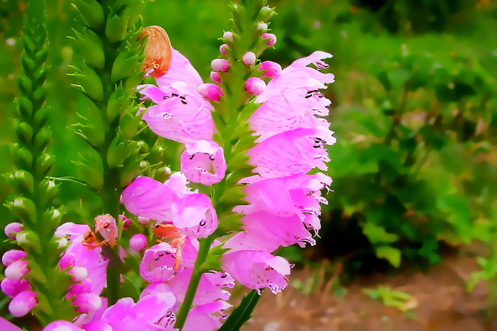 f:id:raruka:20190814145810j:plain f:id:raruka:20190814145810j:plain