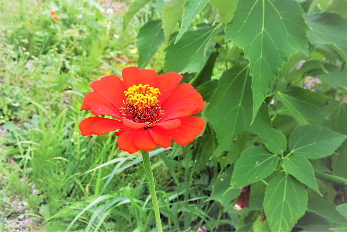 f:id:raruka:20190815150558j:plain:w330:h220 f:id:raruka:20190815150558j:plain:w330:h220