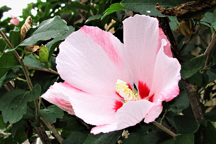 f:id:raruka:20190815150630j:plain f:id:raruka:20190815150630j:plain