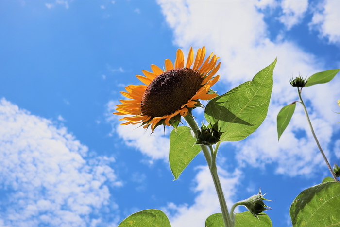 f:id:raruka:20190817151756j:plain f:id:raruka:20190817151756j:plain
