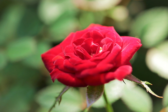 f:id:raruka:20190818134918j:plain:w330:h220 f:id:raruka:20190818134918j:plain:w330:h220