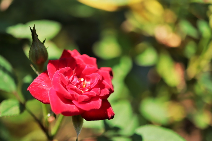 f:id:raruka:20190818134940j:plain f:id:raruka:20190818134940j:plain