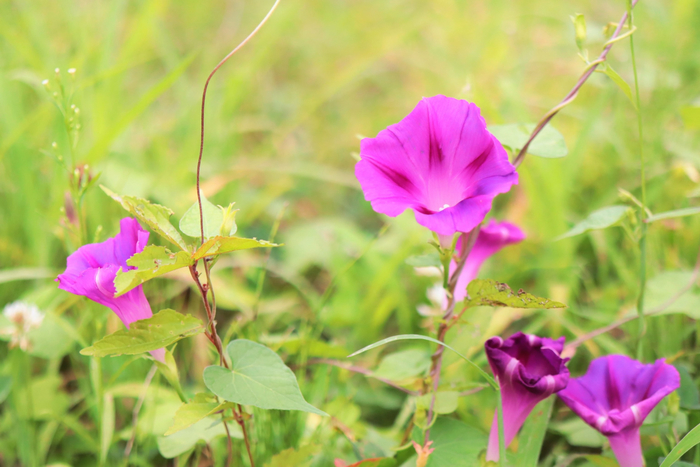 f:id:raruka:20190821151626j:plain f:id:raruka:20190821151626j:plain