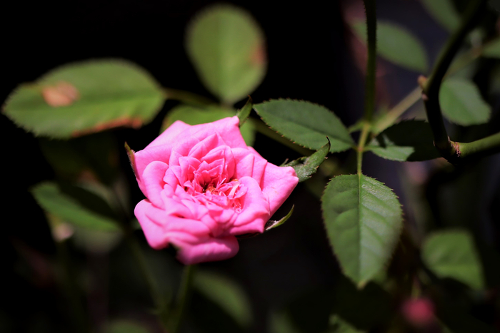 f:id:raruka:20190822150955j:plain f:id:raruka:20190822150955j:plain