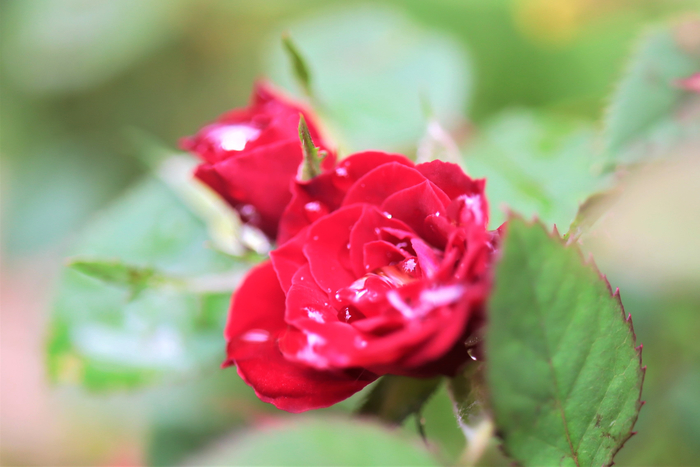 f:id:raruka:20190823142159j:plain:w330:h220 f:id:raruka:20190823142159j:plain:w330:h220