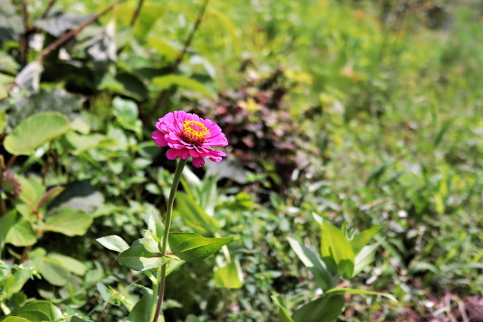 f:id:raruka:20190825133045j:plain f:id:raruka:20190825133045j:plain