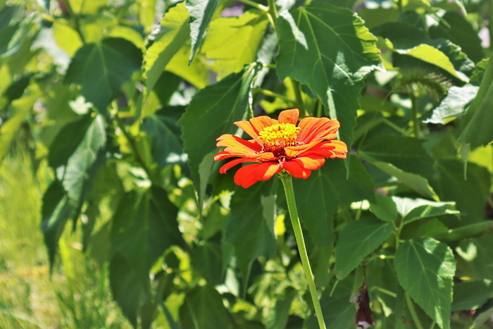 f:id:raruka:20190825133107j:plain:w330:h220 f:id:raruka:20190825133107j:plain:w330:h220