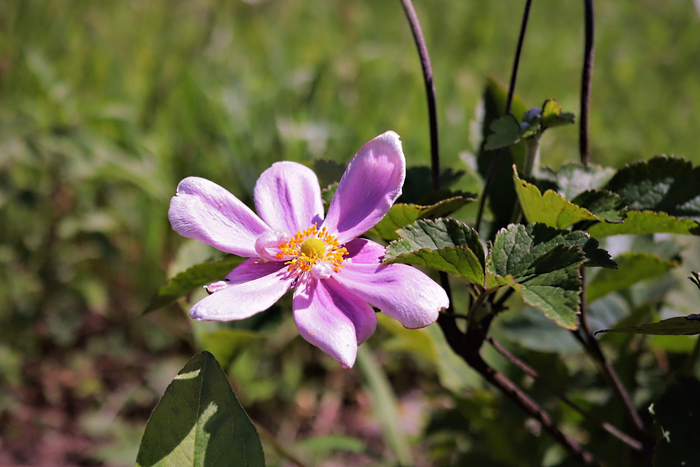f:id:raruka:20190826151144j:plain f:id:raruka:20190826151144j:plain