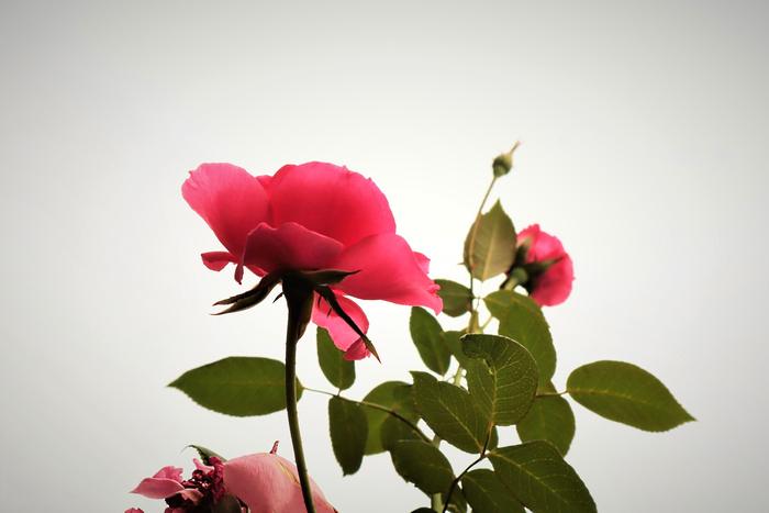 f:id:raruka:20190827150832j:plain:w330:h220 f:id:raruka:20190827150832j:plain:w330:h220