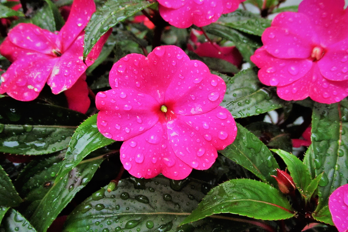f:id:raruka:20190828150014j:plain f:id:raruka:20190828150014j:plain