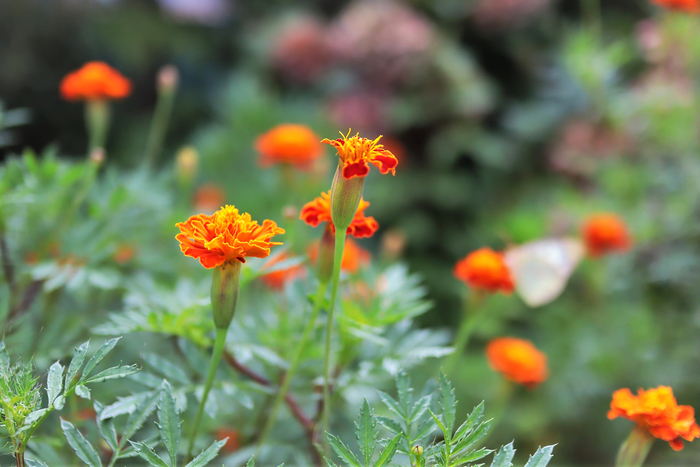 f:id:raruka:20190829151849j:plain:w330:h220 f:id:raruka:20190829151849j:plain:w330:h220