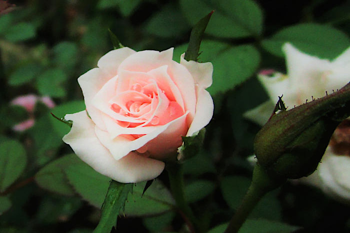f:id:raruka:20190830143401j:plain f:id:raruka:20190830143401j:plain