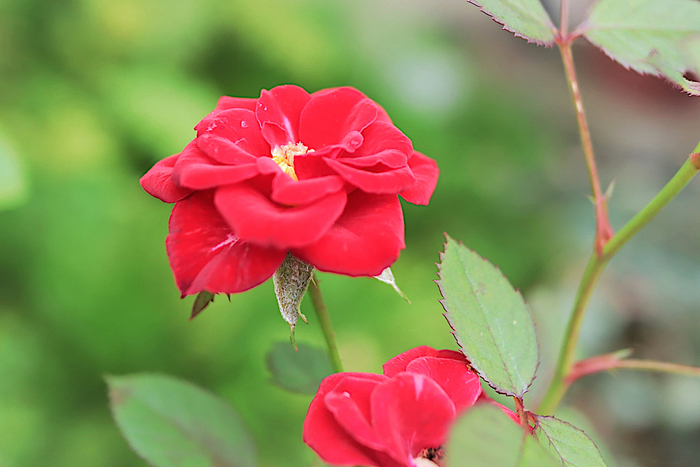 f:id:raruka:20190902144756j:plain:w330:h220 f:id:raruka:20190902144756j:plain:w330:h220