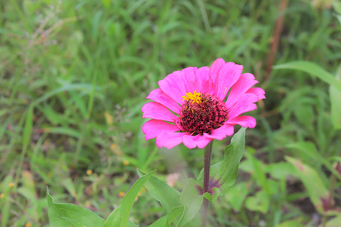 f:id:raruka:20190904151235j:plain f:id:raruka:20190904151235j:plain