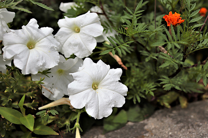 f:id:raruka:20190905152533j:plain f:id:raruka:20190905152533j:plain
