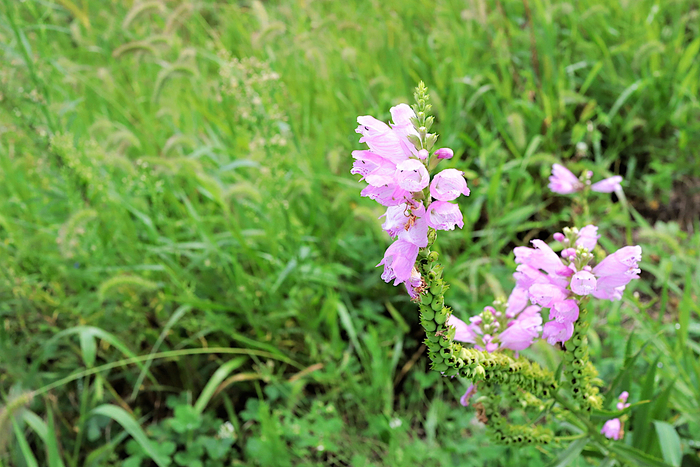f:id:raruka:20190906144635j:plain f:id:raruka:20190906144635j:plain
