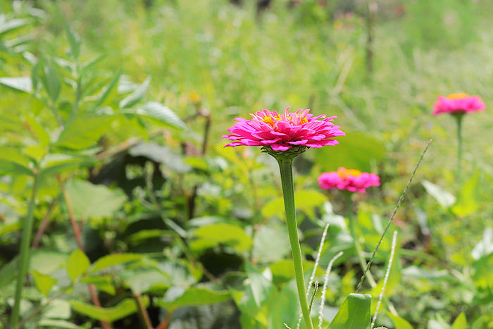 f:id:raruka:20190912135058j:plain f:id:raruka:20190912135058j:plain