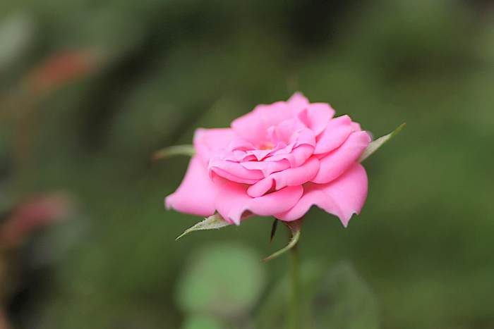 f:id:raruka:20190918140822j:plain f:id:raruka:20190918140822j:plain