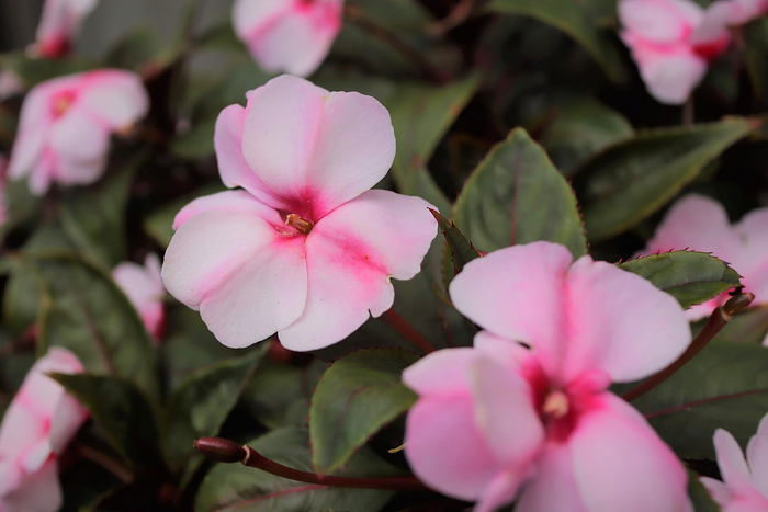 f:id:raruka:20190921134445j:plain f:id:raruka:20190921134445j:plain