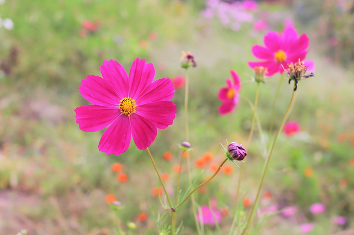 f:id:raruka:20190922151823j:plain f:id:raruka:20190922151823j:plain