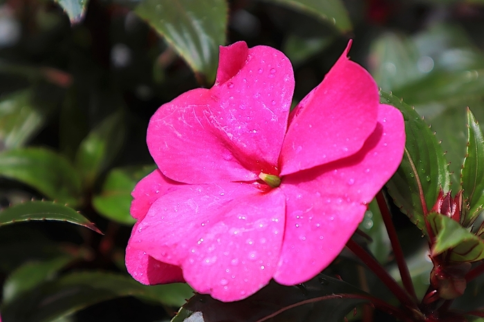 f:id:raruka:20190923150852j:plain f:id:raruka:20190923150852j:plain