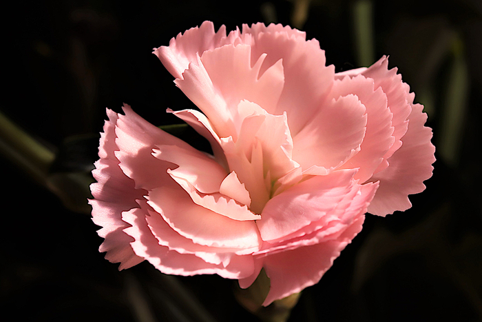 f:id:raruka:20190925151832j:plain:w330:h220 f:id:raruka:20190925151832j:plain:w330:h220