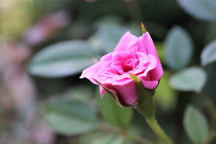 f:id:raruka:20190928152834j:plain f:id:raruka:20190928152834j:plain