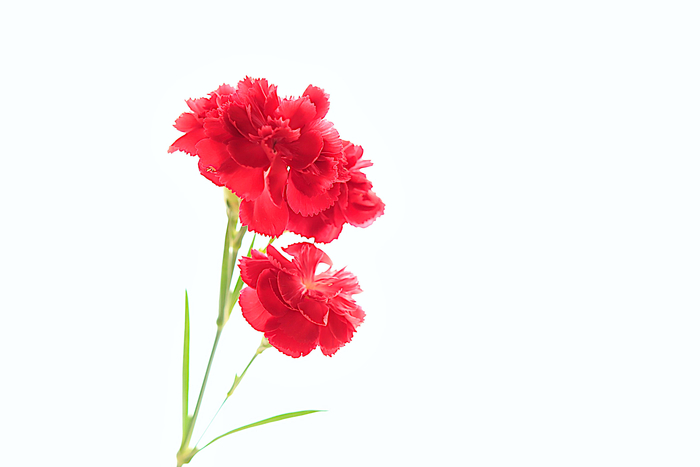 f:id:raruka:20190929140820j:plain:w330:h220 f:id:raruka:20190929140820j:plain:w330:h220
