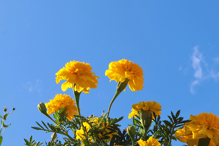 f:id:raruka:20191002151511j:plain f:id:raruka:20191002151511j:plain