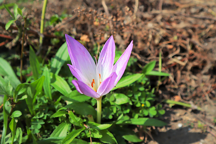 f:id:raruka:20191003143625j:plain f:id:raruka:20191003143625j:plain