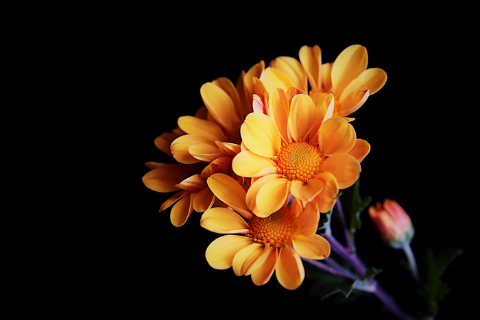 f:id:raruka:20191004150943j:plain:w330:h220 f:id:raruka:20191004150943j:plain:w330:h220