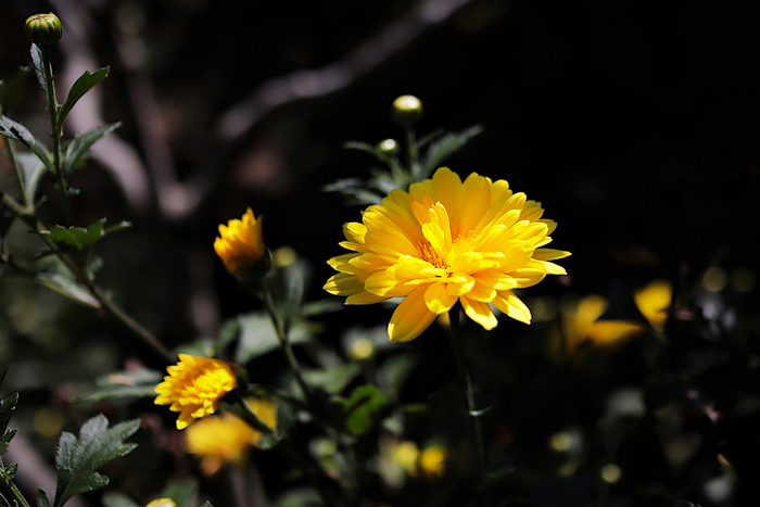 f:id:raruka:20191006134808j:plain f:id:raruka:20191006134808j:plain