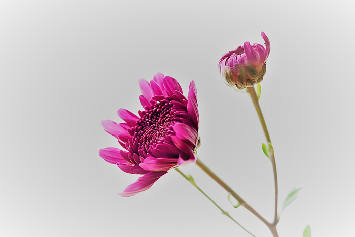 f:id:raruka:20191012145837j:plain f:id:raruka:20191012145837j:plain