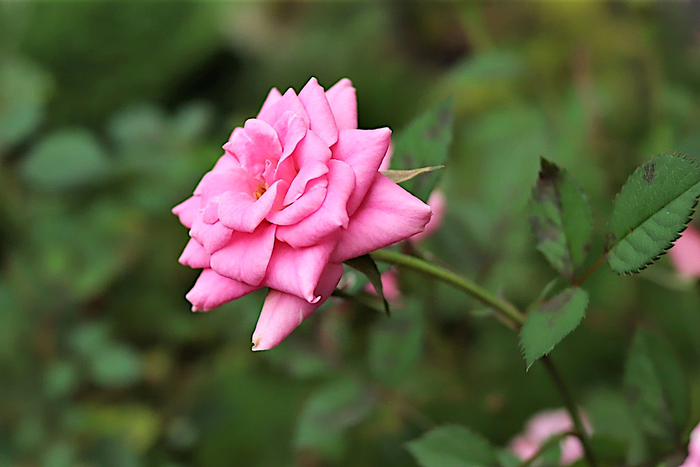 f:id:raruka:20191018140048j:plain f:id:raruka:20191018140048j:plain