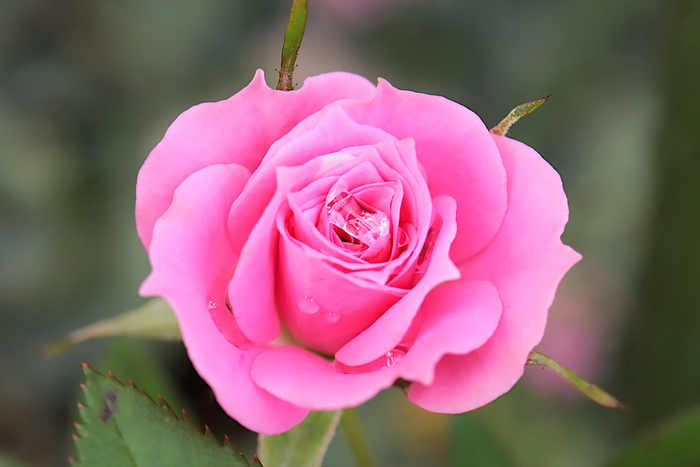f:id:raruka:20191020135925j:plain:w330:h220 f:id:raruka:20191020135925j:plain:w330:h220
