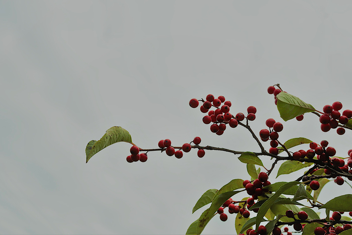 f:id:raruka:20191022143638j:plain:w330:h220 f:id:raruka:20191022143638j:plain:w330:h220