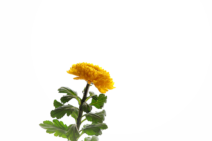f:id:raruka:20191025145705j:plain:w210:h140 f:id:raruka:20191025145705j:plain:w210:h140