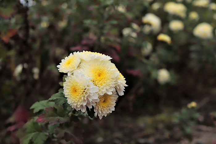 f:id:raruka:20191026151423j:plain f:id:raruka:20191026151423j:plain