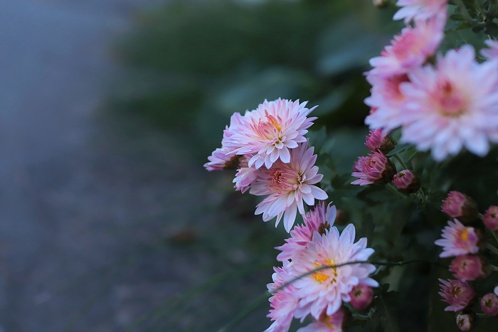 f:id:raruka:20191027135114j:plain:w330:h220 f:id:raruka:20191027135114j:plain:w330:h220