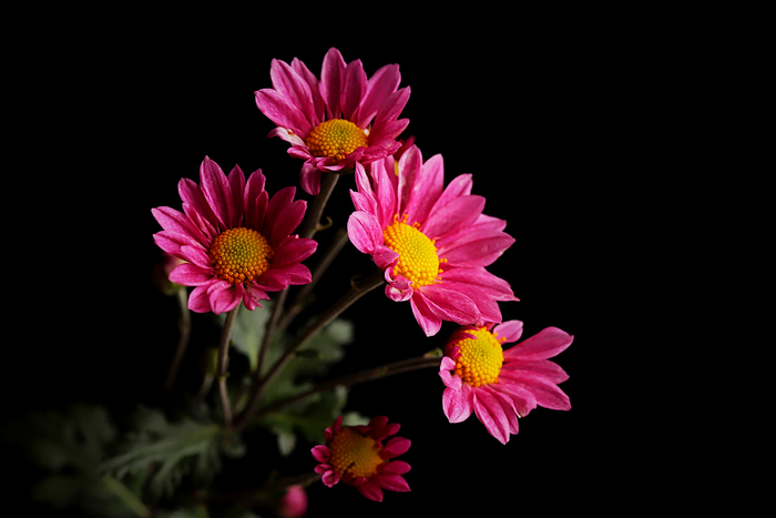 f:id:raruka:20191029150849j:plain f:id:raruka:20191029150849j:plain