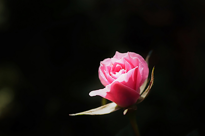 f:id:raruka:20191103131911j:plain:w330:h220 f:id:raruka:20191103131911j:plain:w330:h220