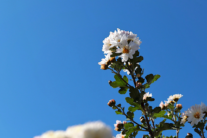 f:id:raruka:20191104144742j:plain f:id:raruka:20191104144742j:plain