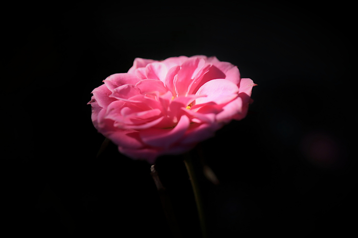 f:id:raruka:20191105151511j:plain:w330:h220 f:id:raruka:20191105151511j:plain:w330:h220