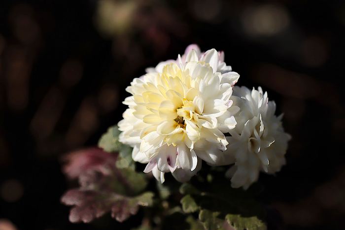 f:id:raruka:20191105151531j:plain f:id:raruka:20191105151531j:plain