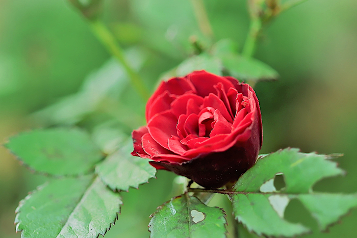 f:id:raruka:20191111145639j:plain f:id:raruka:20191111145639j:plain