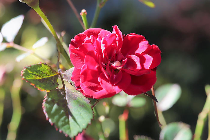 f:id:raruka:20191116135632j:plain f:id:raruka:20191116135632j:plain