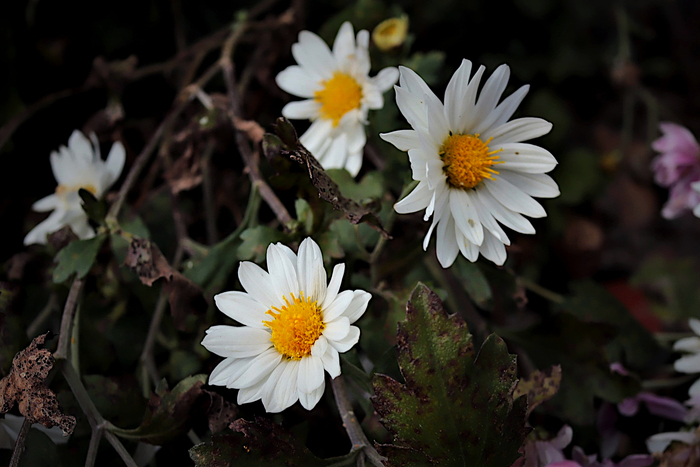 f:id:raruka:20191118150116j:plain f:id:raruka:20191118150116j:plain